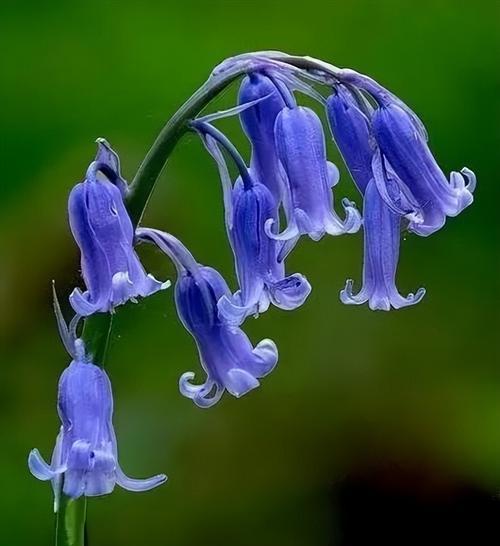 碎冰蓝的花语代表什么？如何正确理解碎冰蓝的含义？