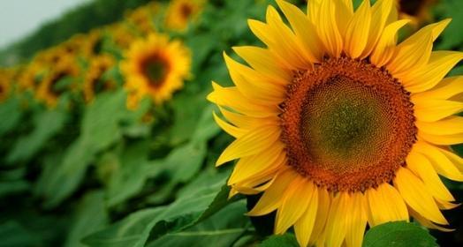 太阳花代表什么？太阳花的象征意义有哪些？