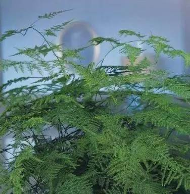 会爬的植物有哪些？它们的攀爬机制是什么？