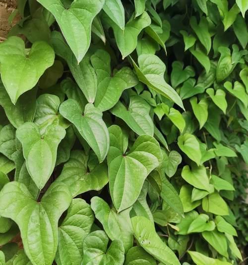 会爬的植物有哪些？它们的攀爬机制是什么？