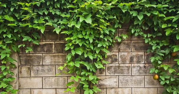 会爬墙的植物有哪些？它们的攀爬特性是什么？