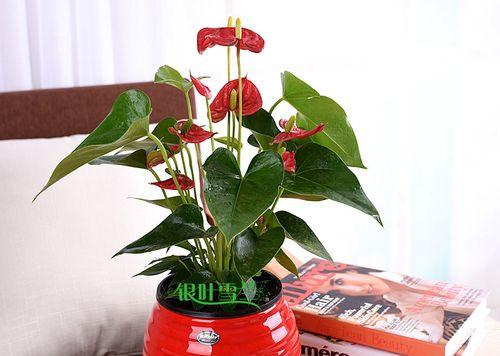 会议室适合放什么植物？哪些植物能净化空气且易于打理？