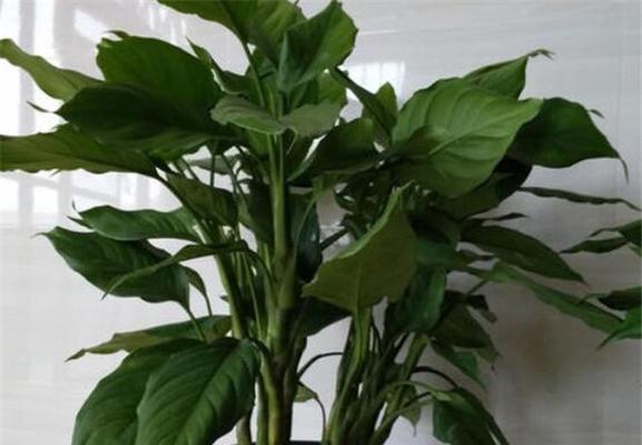 万年青象征着什么？万年青的寓意有哪些常见问题解答？