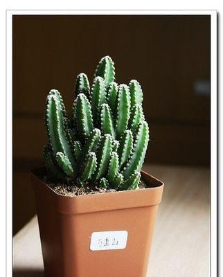 万重山会开花吗？万重山的花语与寓意是什么？
