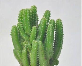 万重山会开花吗？万重山的花语与寓意是什么？