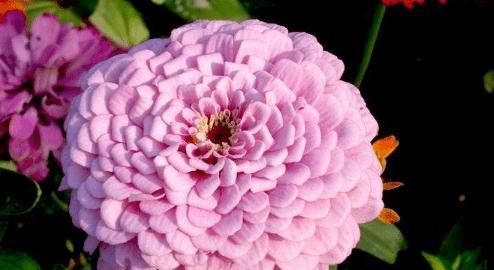 五瓣花的花语和寓意是什么？五瓣花象征着什么含义？