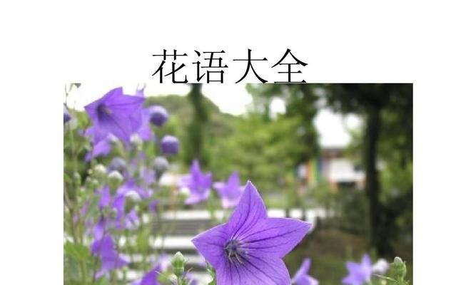 五瓣花的花语和寓意是什么？五瓣花象征着什么含义？