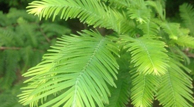 活化石植物有哪些？它们的生存秘诀是什么？
