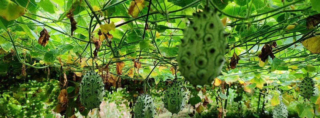 火参果几月份种植最合适？如何确保高成活率？