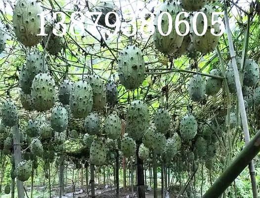 火参果几月份种植最合适？如何确保高成活率？