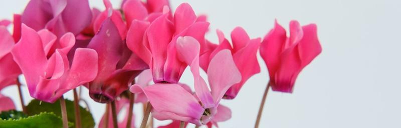 仙客来的花语和寓意是什么？如何正确解读仙客来的象征意义？