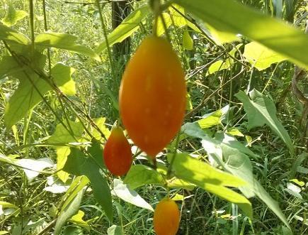 火参果籽能吃吗？食用火参果籽的正确方法是什么？