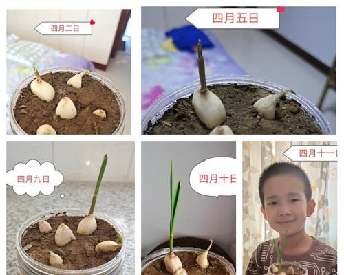 火葱留种子的最佳方法是什么？留种过程中需要注意哪些问题？