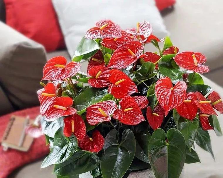 火鹤花的风水寓意是什么？如何正确摆放火鹤花？