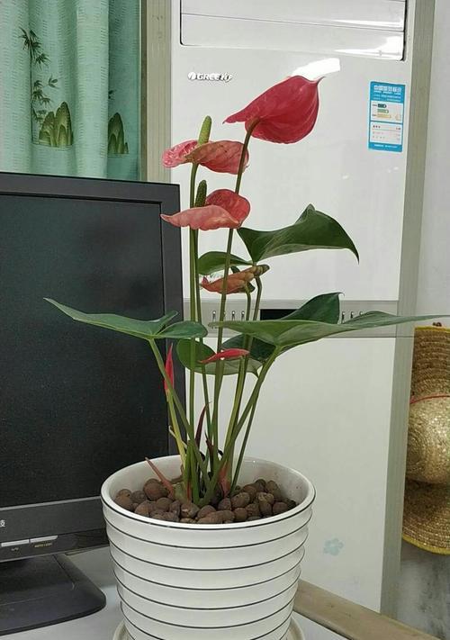 火鹤花的风水寓意是什么？如何正确摆放火鹤花？