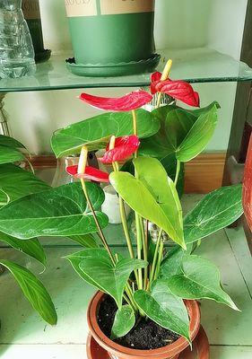 火鹤花的风水寓意是什么？如何正确摆放火鹤花？