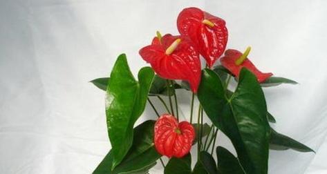 火鹤花怎么养？养殖过程中需要注意哪些问题？