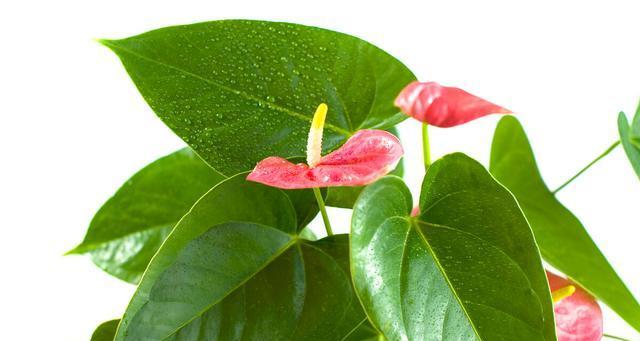 火鹤花叶子出现黑斑是什么原因？如何解决？