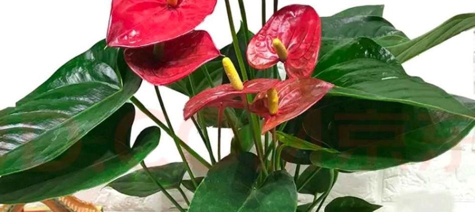 火鹤花有毒吗？室内养护需要注意什么？