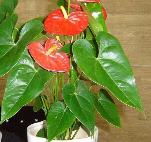 火鹤花浇水方法是什么？多久浇一次水合适？