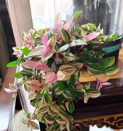 火鹤喜阴还是喜阳？如何正确养护火鹤花？