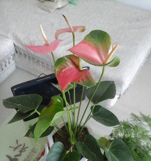 火鹤喜阴还是喜阳？如何正确养护火鹤花？