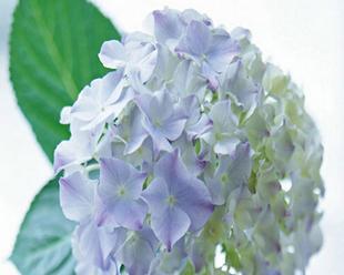 绣球花象征意义是什么？绣球花代表的含义有哪些？