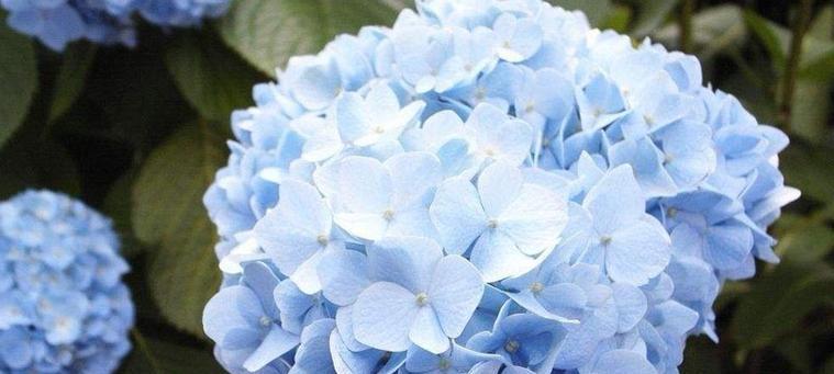 绣球花的花语和寓意是什么？它象征着什么意义？