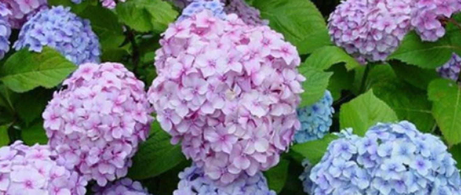 绣球花的花语寓意是什么？如何正确解读绣球花的含义？