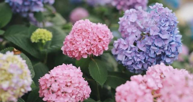 绣球花象征什么？绣球花的寓意有哪些常见问题解答？