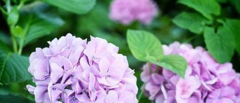 绣球花象征什么？绣球花的寓意有哪些常见问题解答？