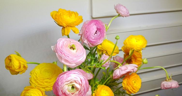 洋牡丹的花语是什么？它寓意着什么？