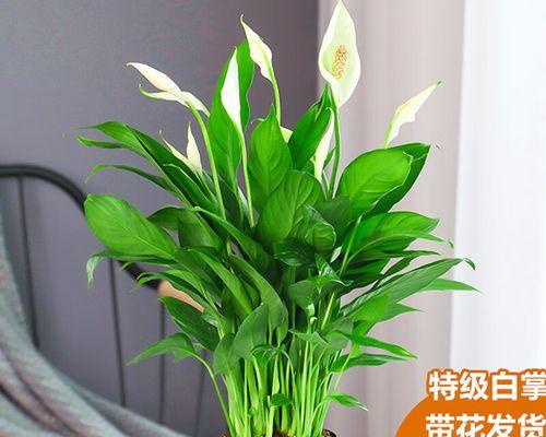一帆风顺开花吗？开花的样子及其寓意是什么？