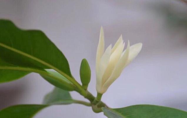 宜宾市花黄桷兰象征什么？黄桷兰的含义有哪些？