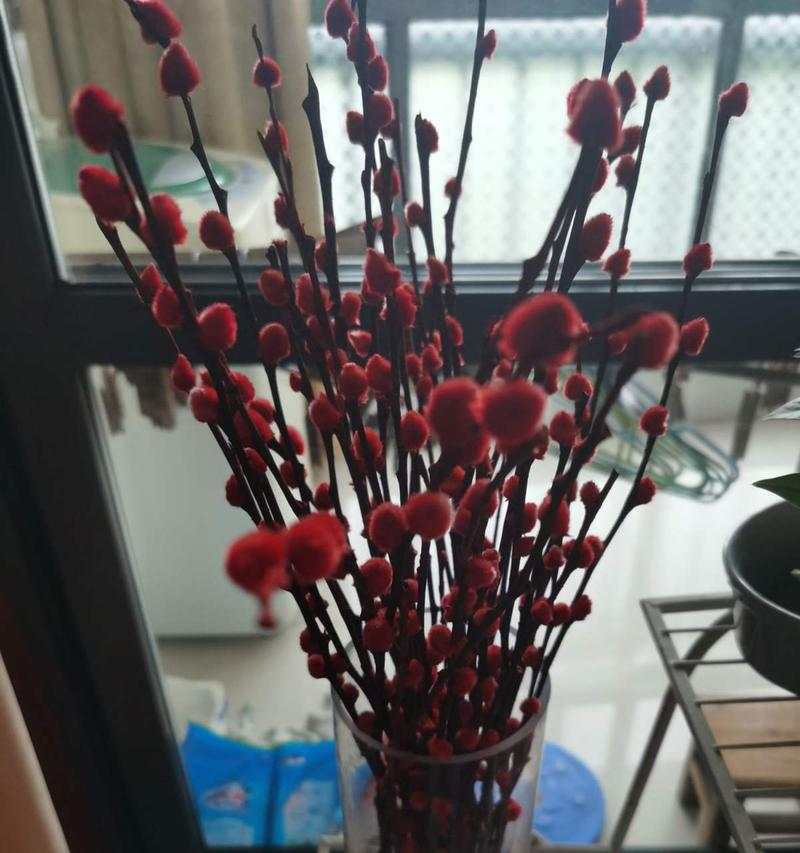 银柳的花语和寓意象征是什么意思？