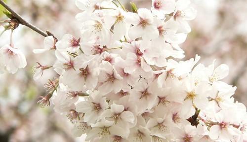 樱花代表什么象征意义？樱花的花语和文化含义是什么？