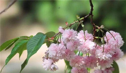 樱花代表什么象征意义？樱花的花语和文化含义是什么？