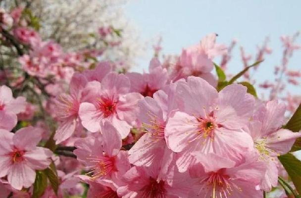 樱花代表什么象征意义？樱花的花语和文化含义是什么？