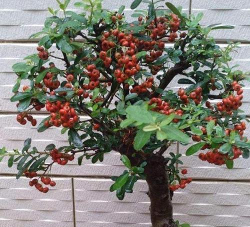 火棘种植用深盆还是浅盆好？哪种更适合生长？