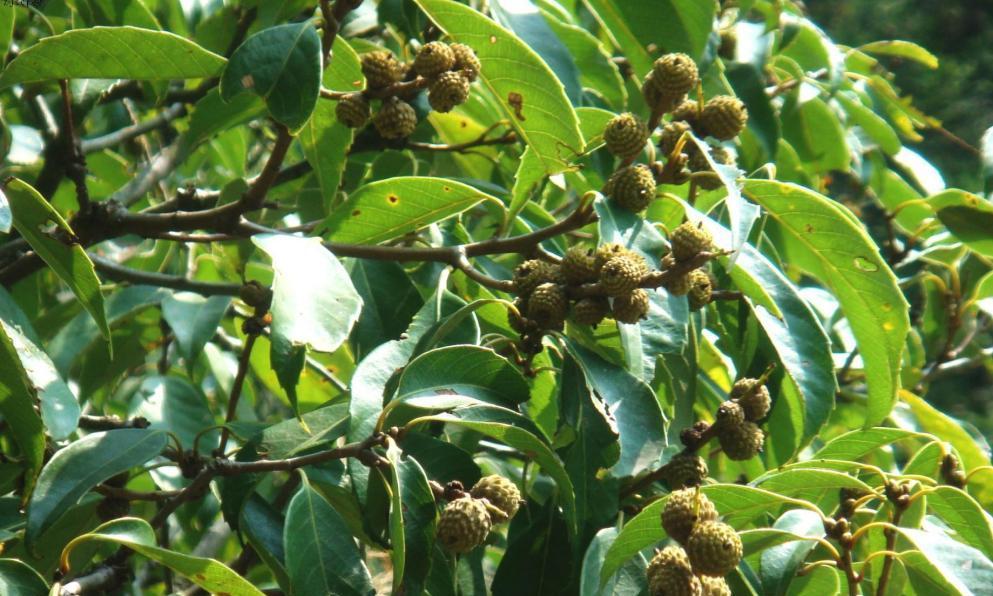 硬叶林代表植物常绿硬叶林的叶片特点是什么？如何识别？