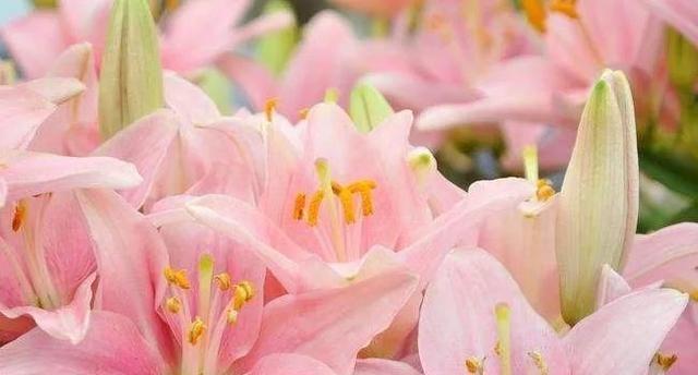 什么花的花语代表你？如何找到代表你的花语？
