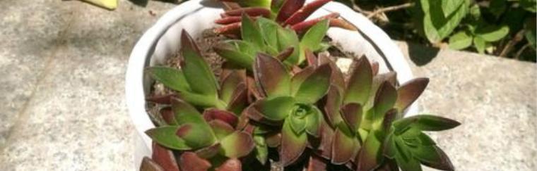 火祭多久浇一次水？如何正确养护多肉植物？