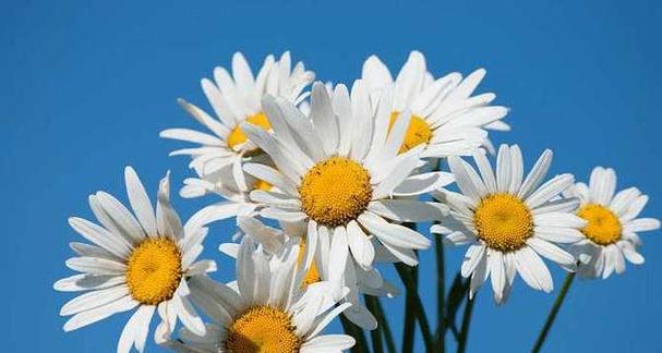 什么花代表自信？揭秘花语中表达自信的花卉有哪些？