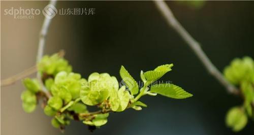 榆树的花语是什么？榆树的寓意有哪些常见问题？