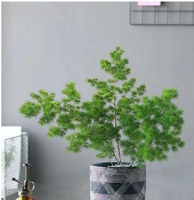 寓意招财的植物有哪些？如何正确养护以招财进宝？