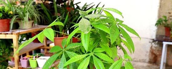 寓意招财的植物有哪些？如何正确养护以招财进宝？