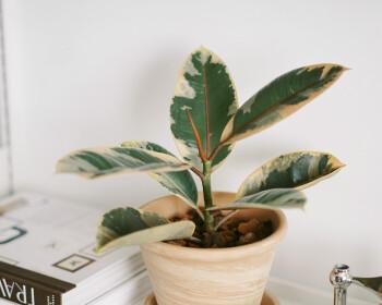 橡皮树的花语是什么？如何养护才能开花？