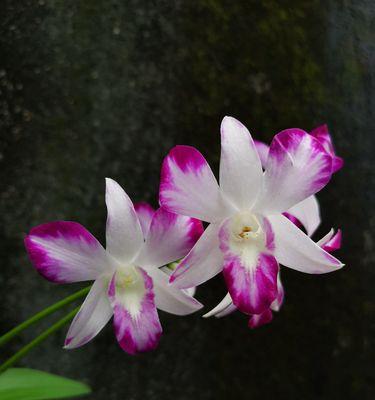 洋兰花代表什么含义？洋兰花的花语有哪些？
