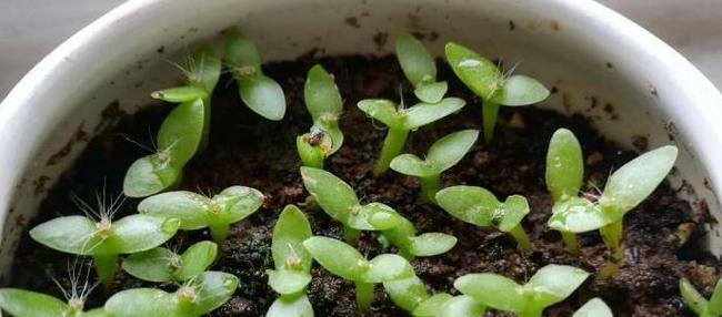 火龙果的种子可以种吗？种植火龙果种子的正确方法是什么？
