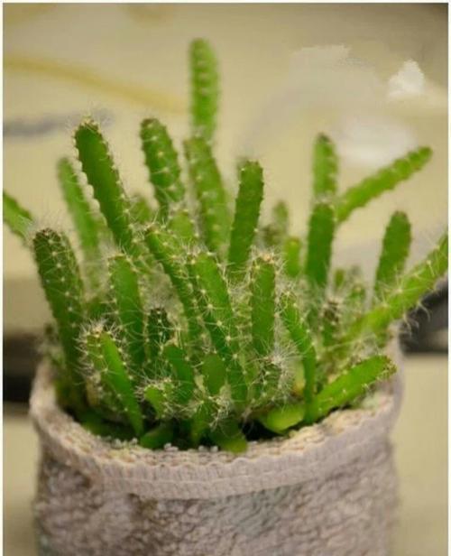 火龙果的种子可以种吗？种植火龙果种子的正确方法是什么？